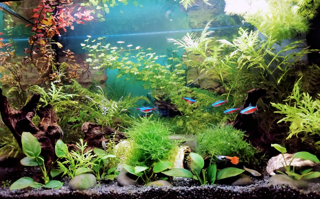 Leser-Aquarium September 2023