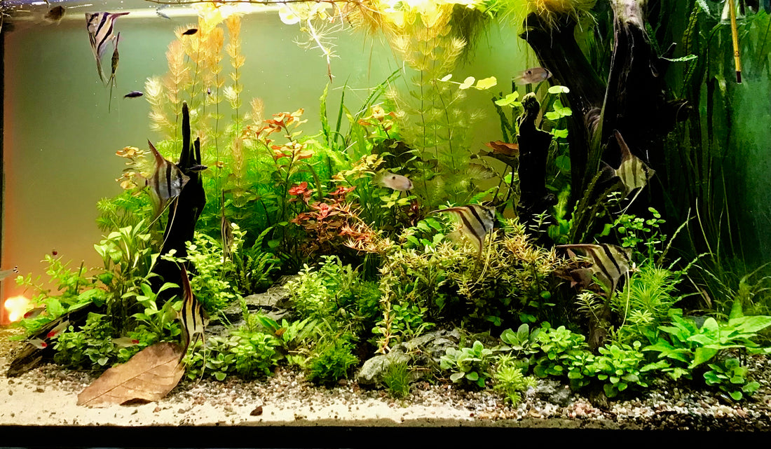 Leser-Aquarium Februar 2022