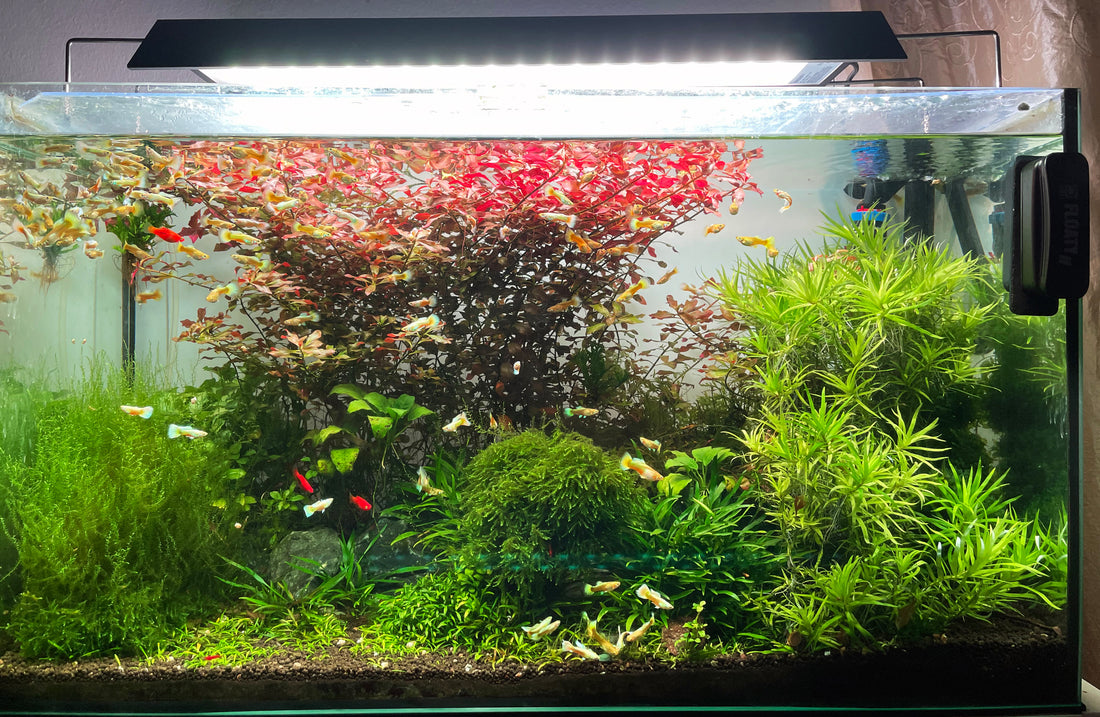 Leser-Aquarium Februar 2024