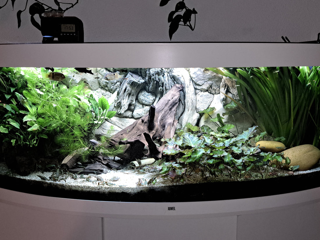 Leser-Aquarium April 2024