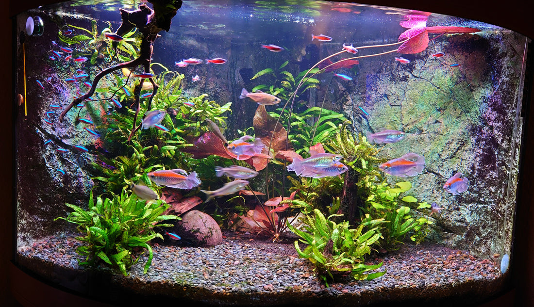 Leser-Aquarium März 2024