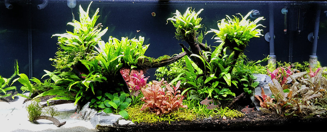 Leser-Aquarium Oktober 2021