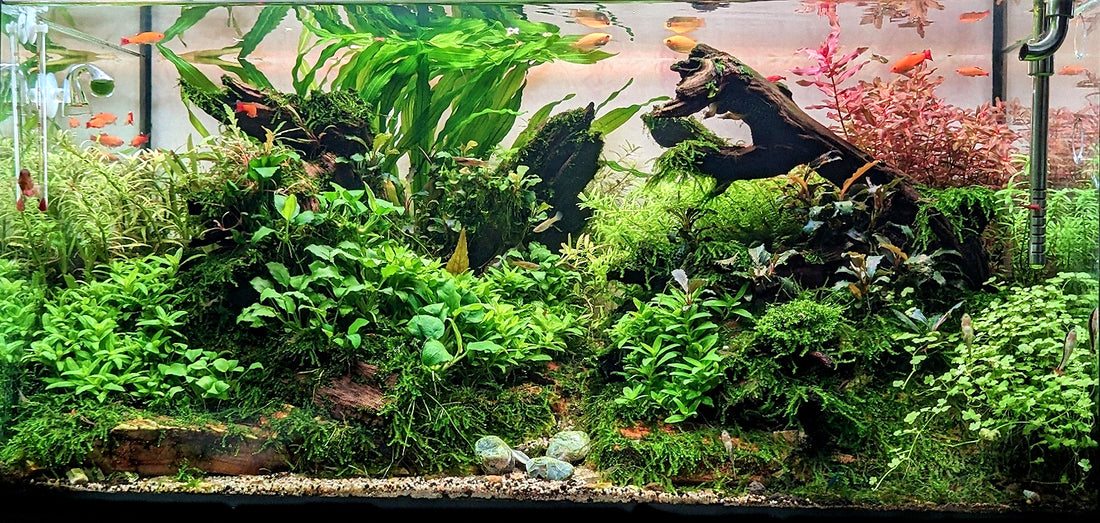 Leser-Aquarium August 2023