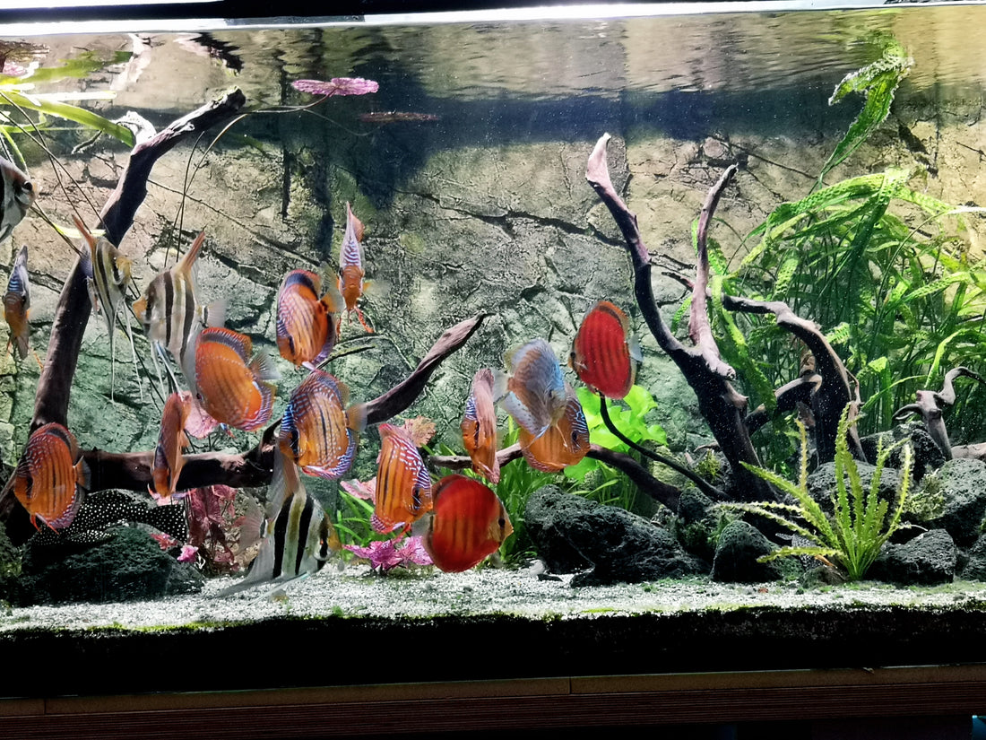 Leser-Aquarium April 2021