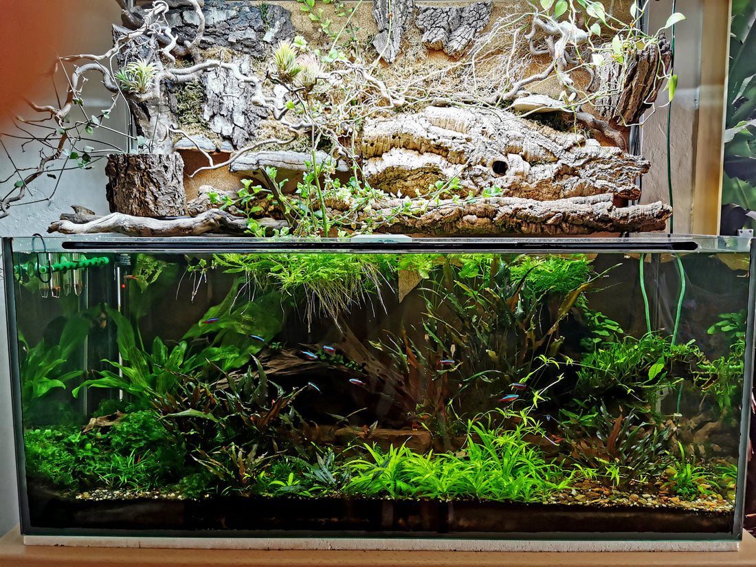 Leser-Aquarium Mai 2021