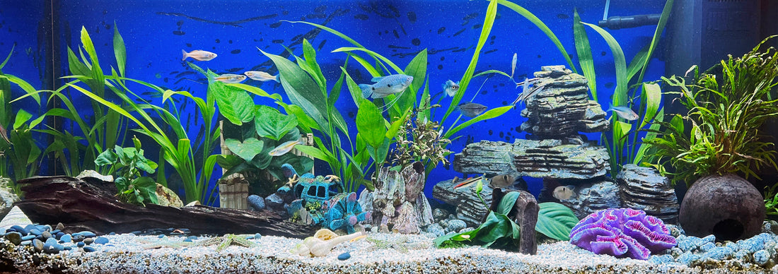 Leser-Aquarium April 2025