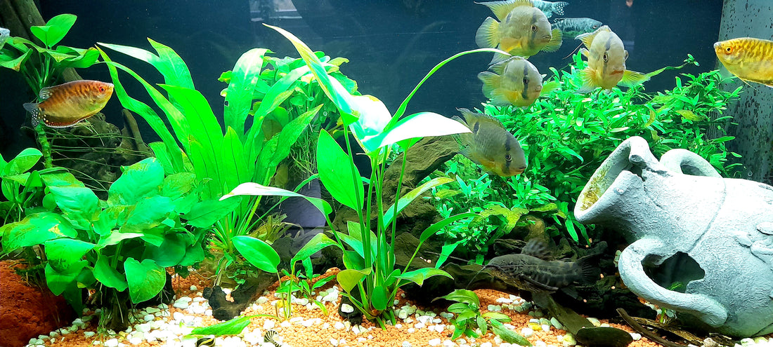 Leser-Aquarium Oktober 2023