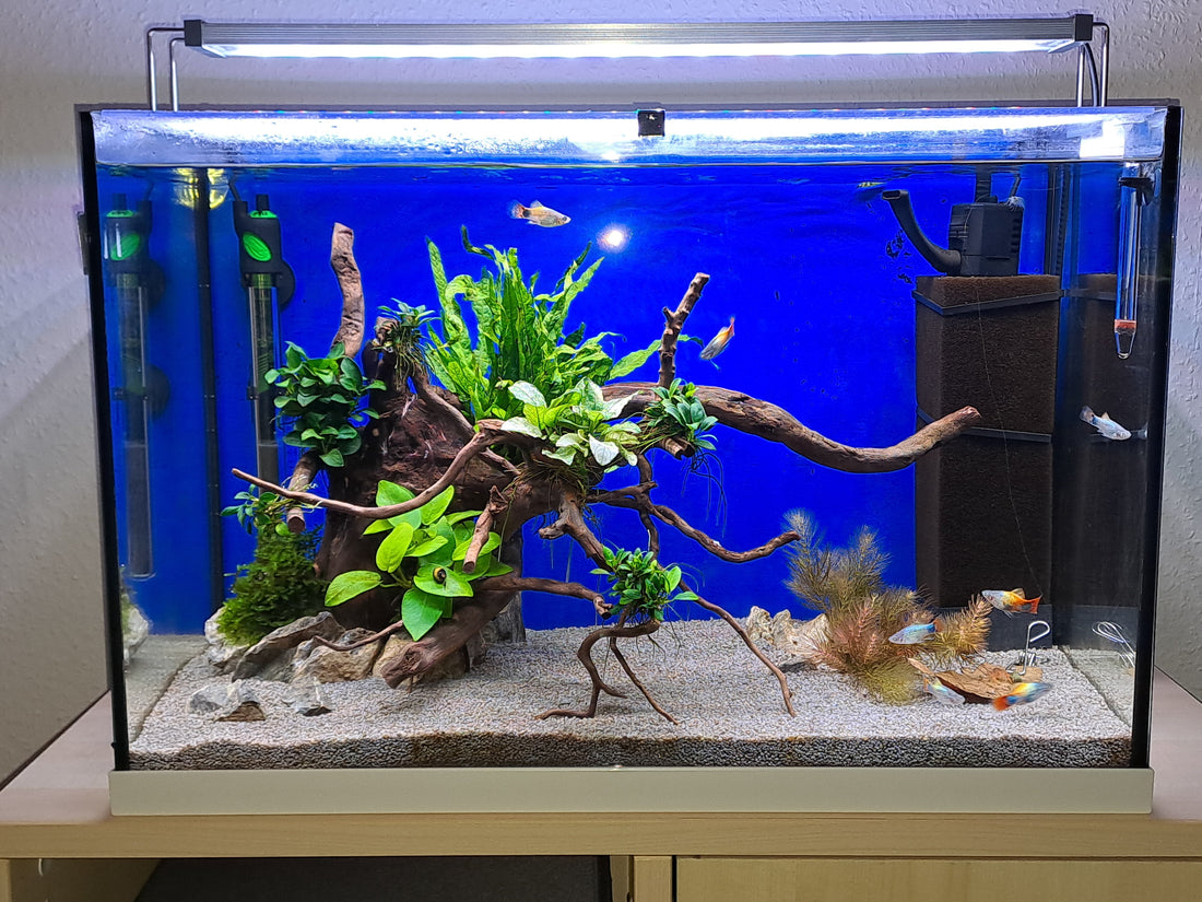 Leser-Aquarium August 2025