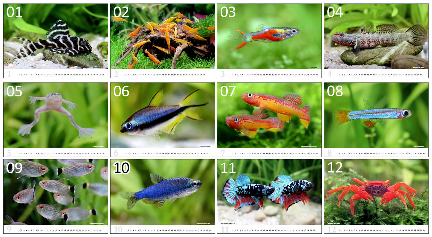 aquaristik Kalender 2024 Stammkundenpreis