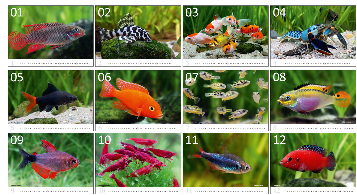 aquaristik Kalender 2026