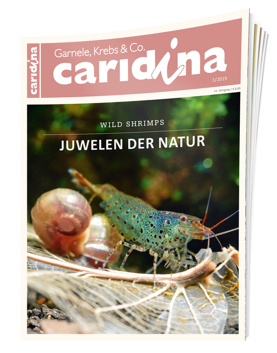 caridina Ausgabe 1/2019