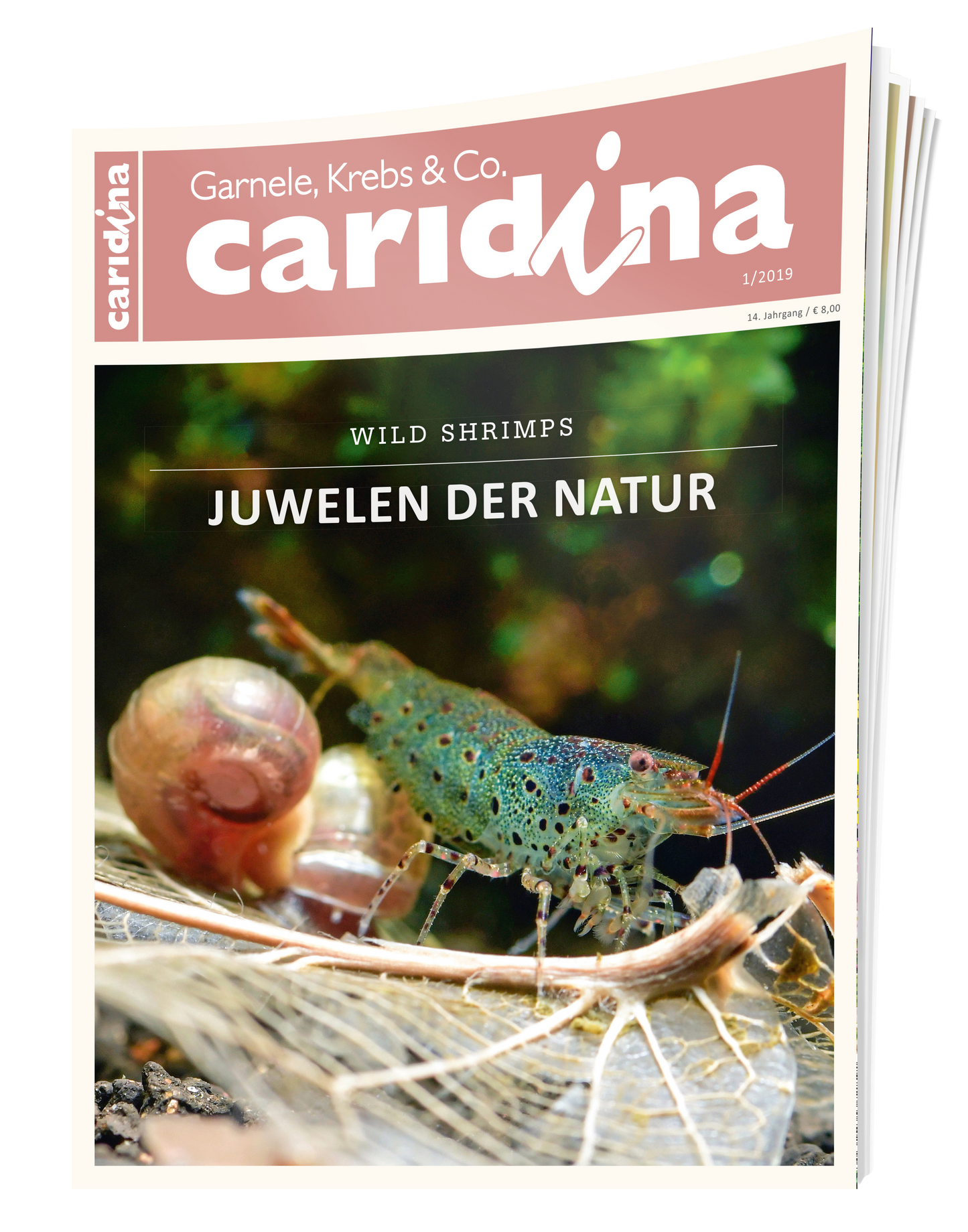 2019/1 caridina