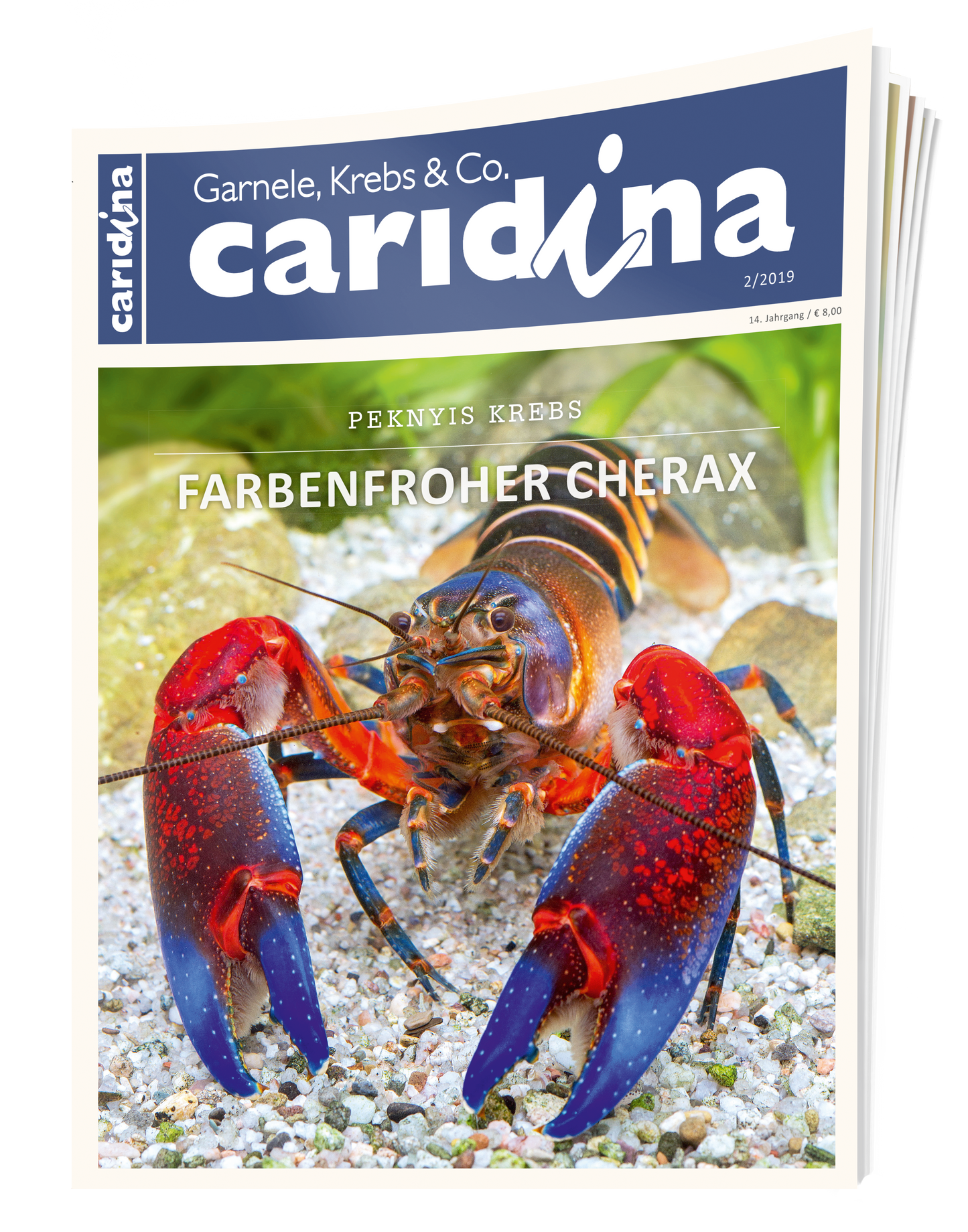 2019/2 caridina