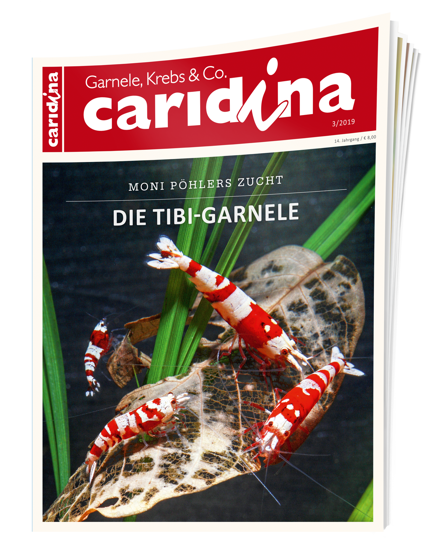 2019/3 caridina