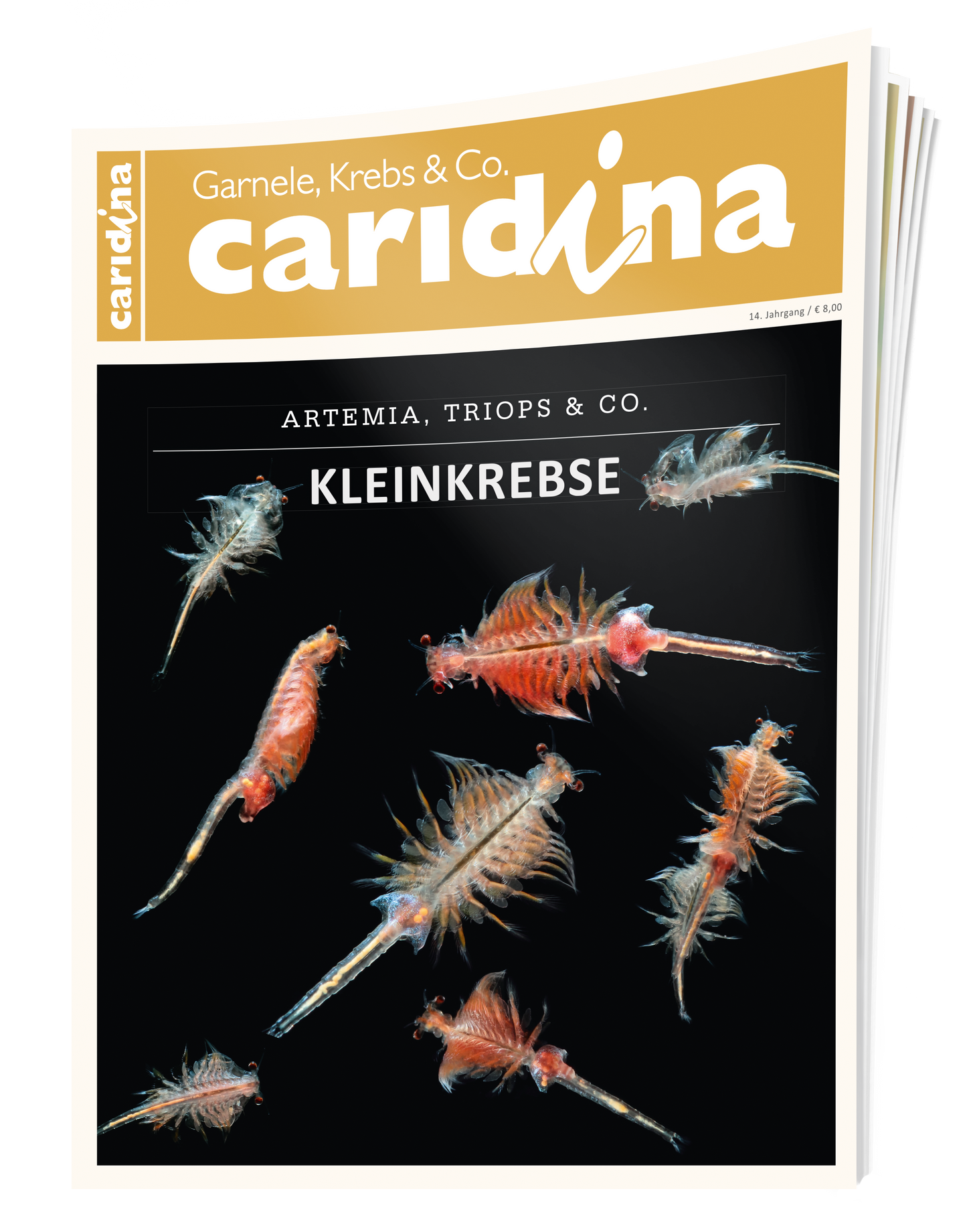caridina 4/2019