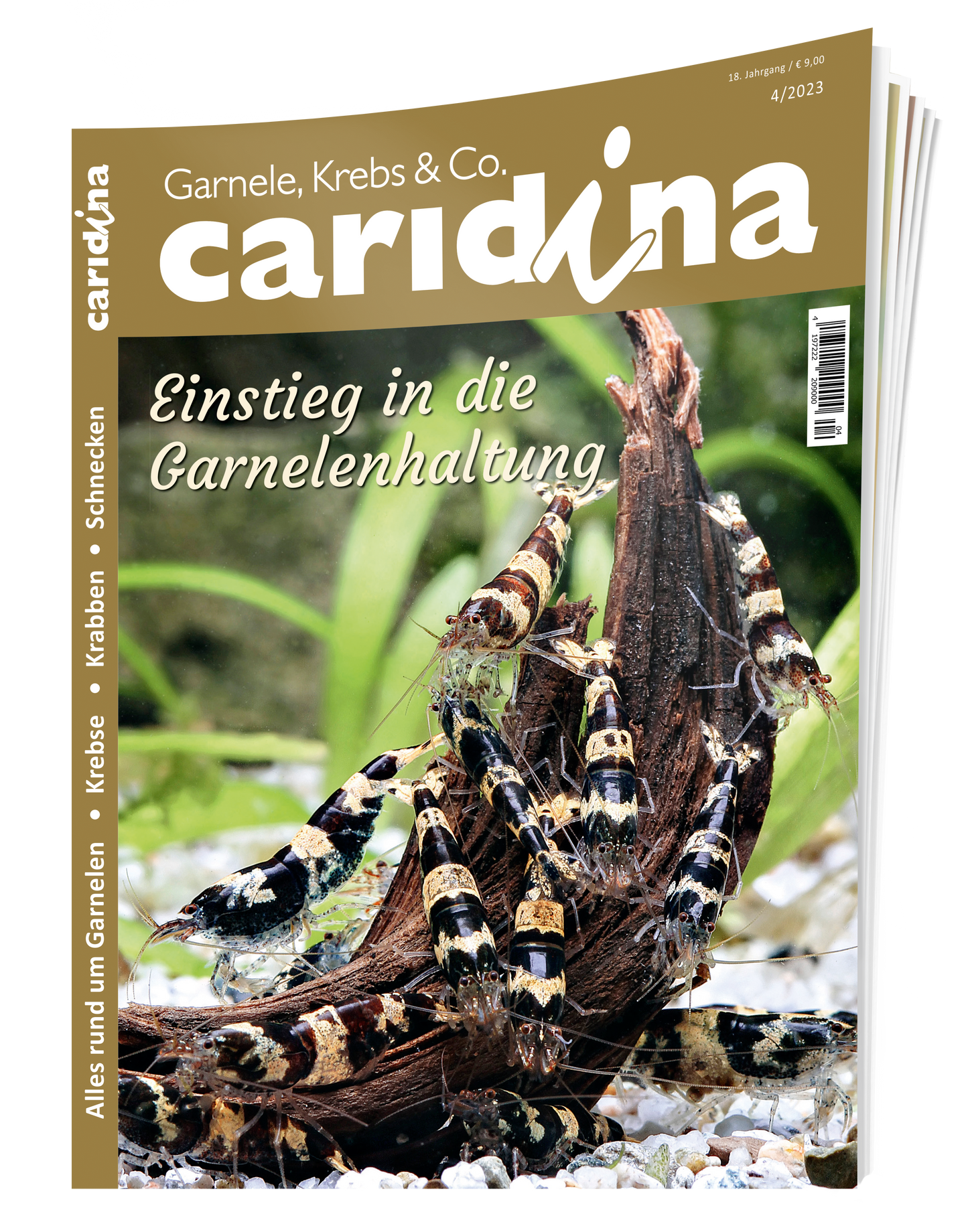 2023/4 caridina