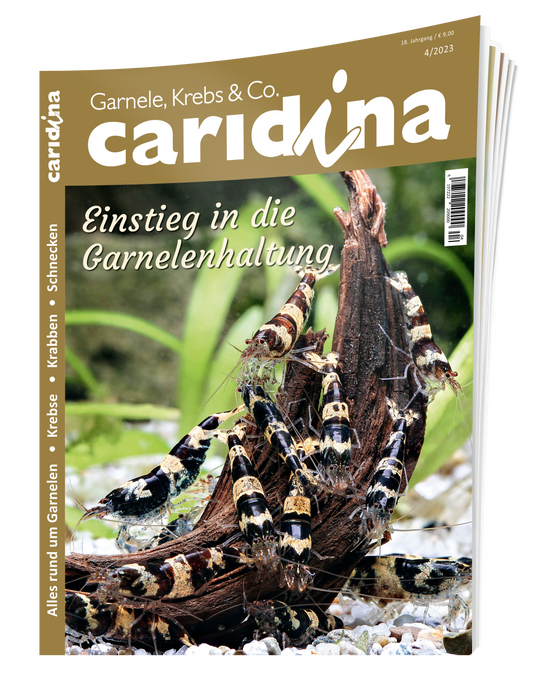 2023/4 caridina