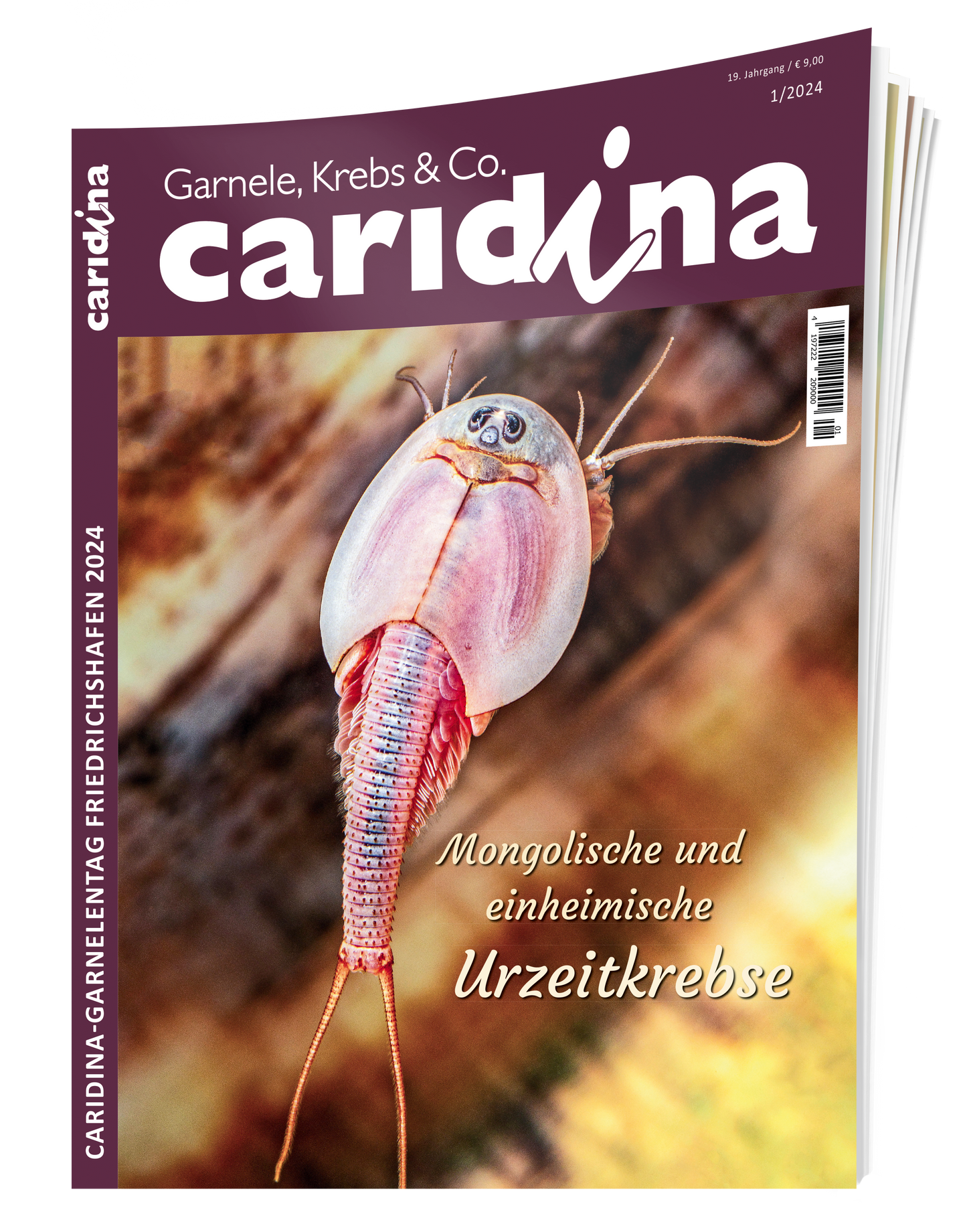2024/1 caridina