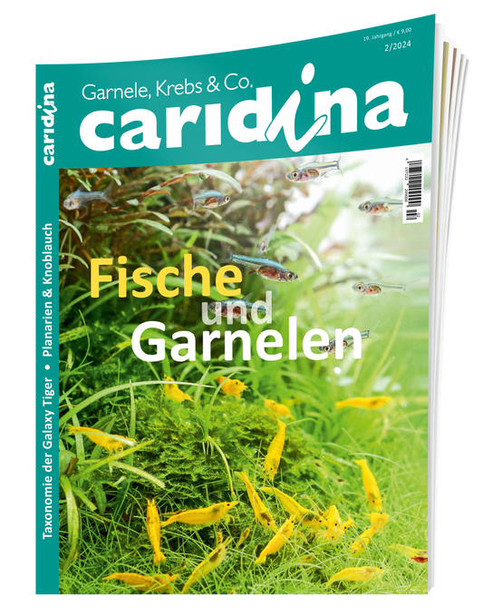 2024/2 caridina