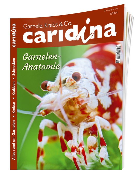 2024/3 caridina