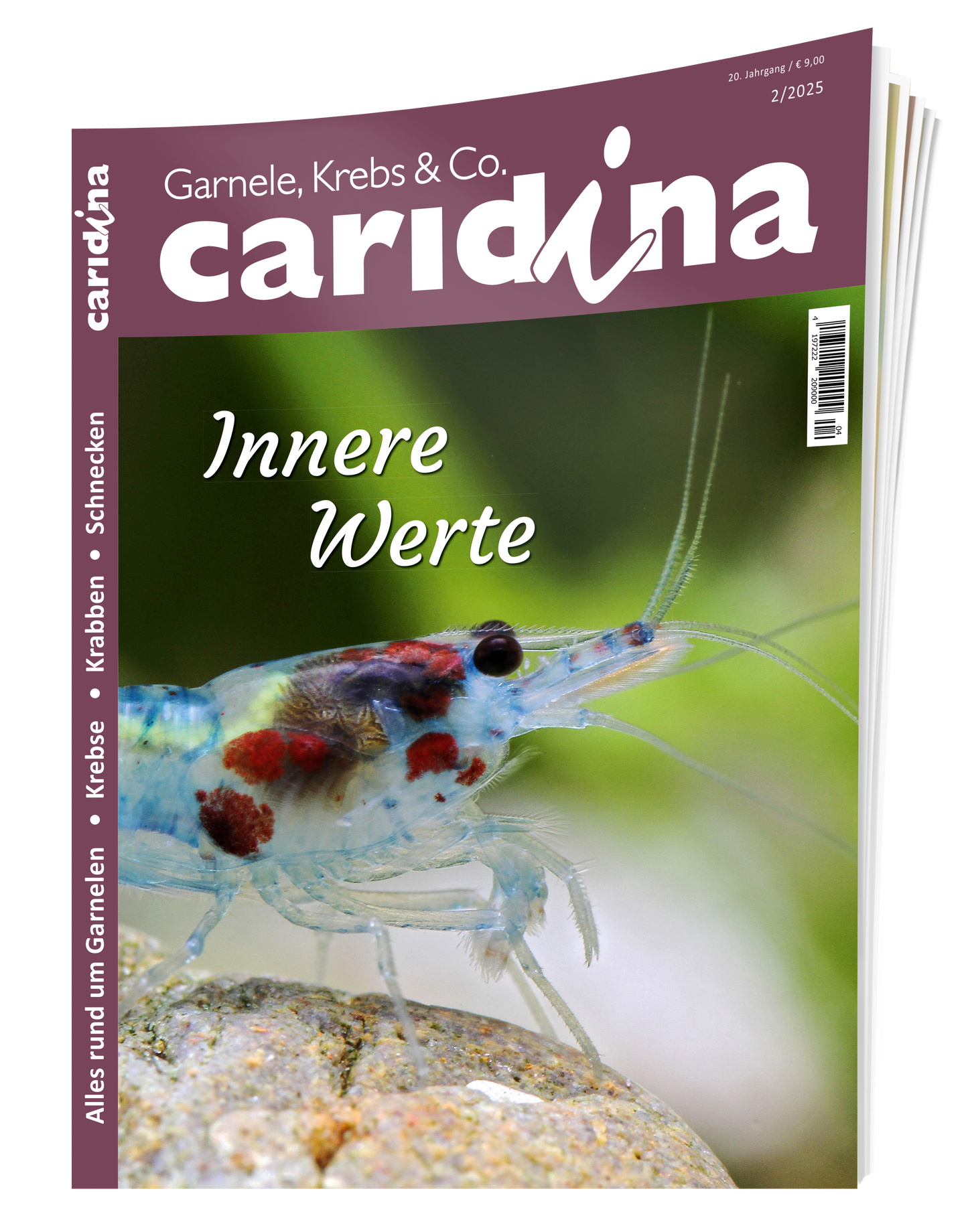 2025/2 caridina