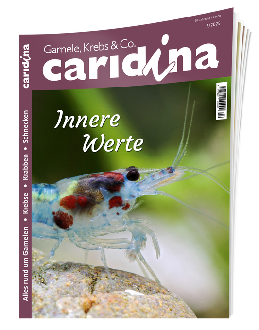2025/2 caridina