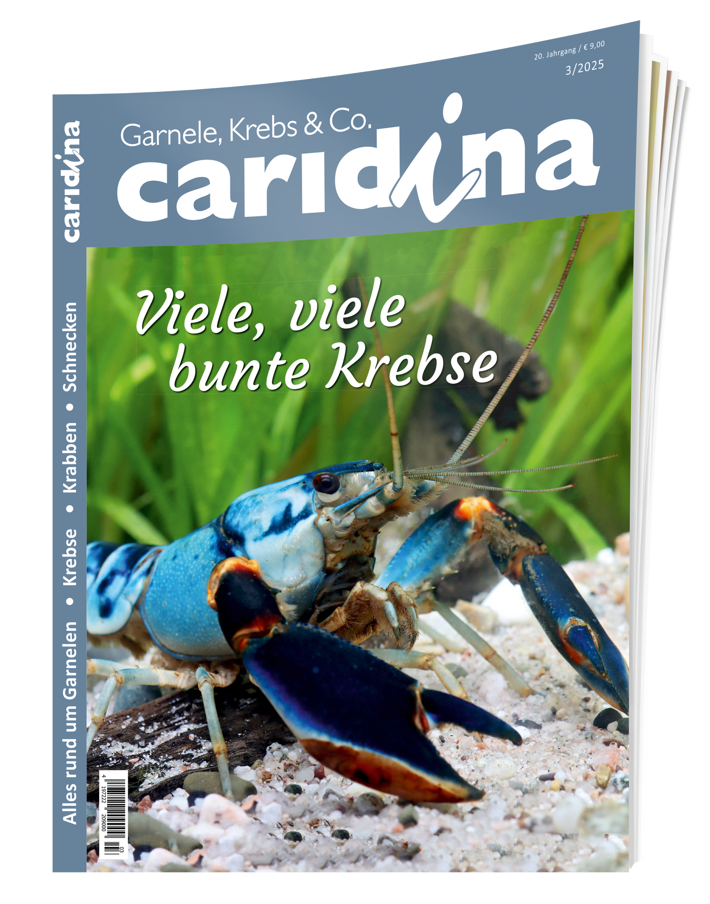 2025/3 caridina