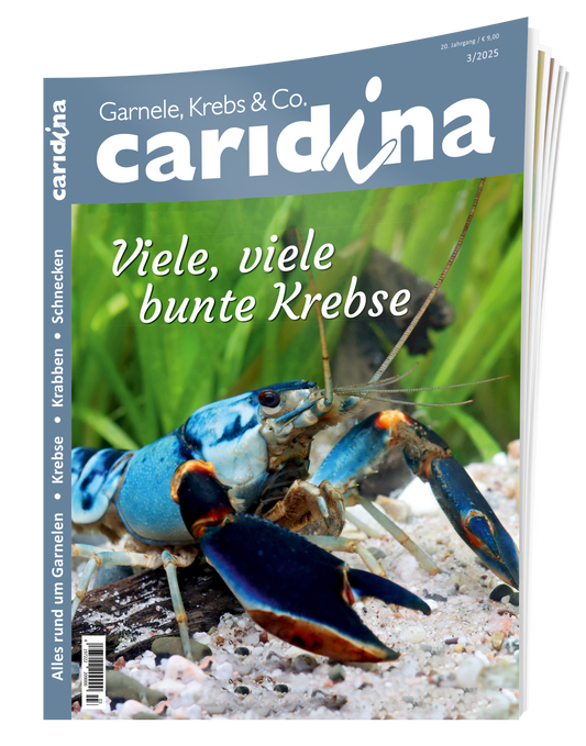 2025/3 caridina