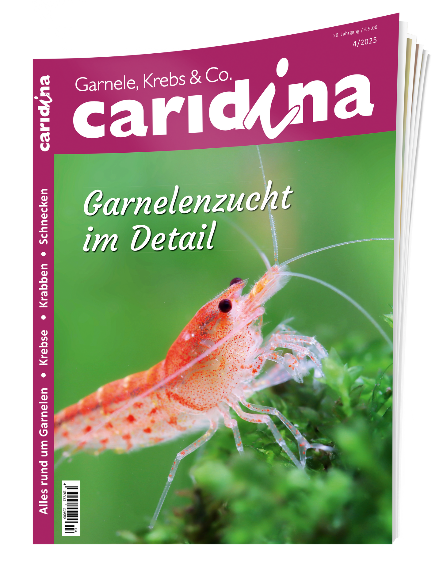 2025/4 caridina
