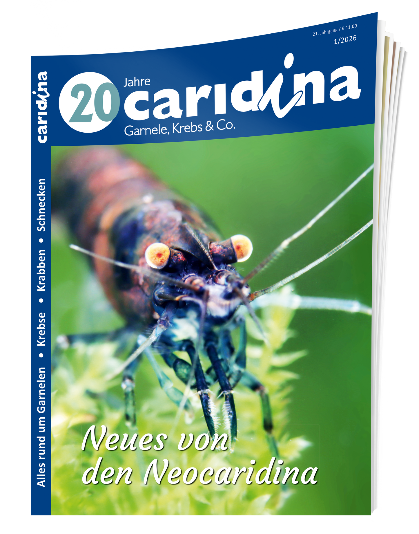 2026/1 caridina
