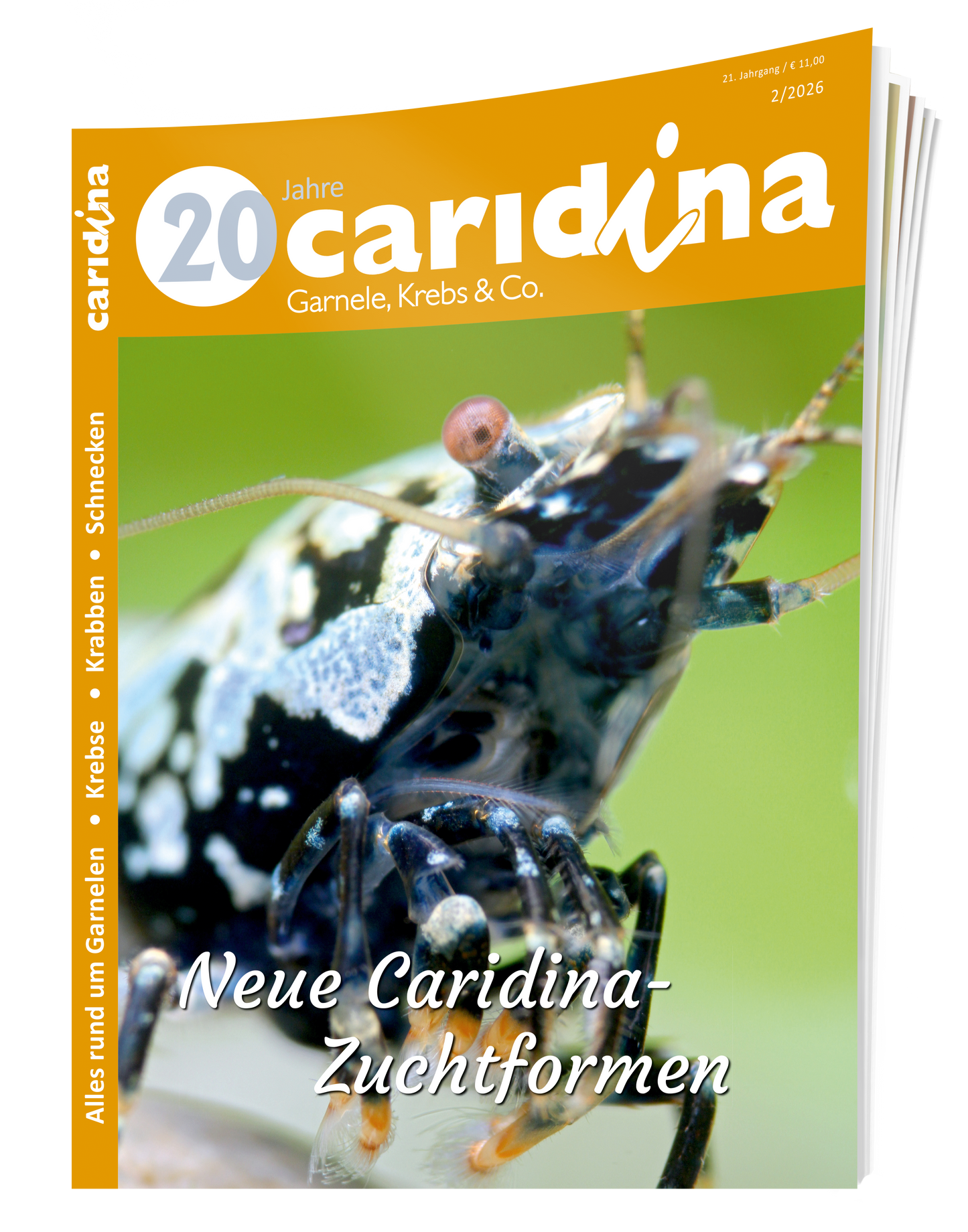 2026/2 caridina