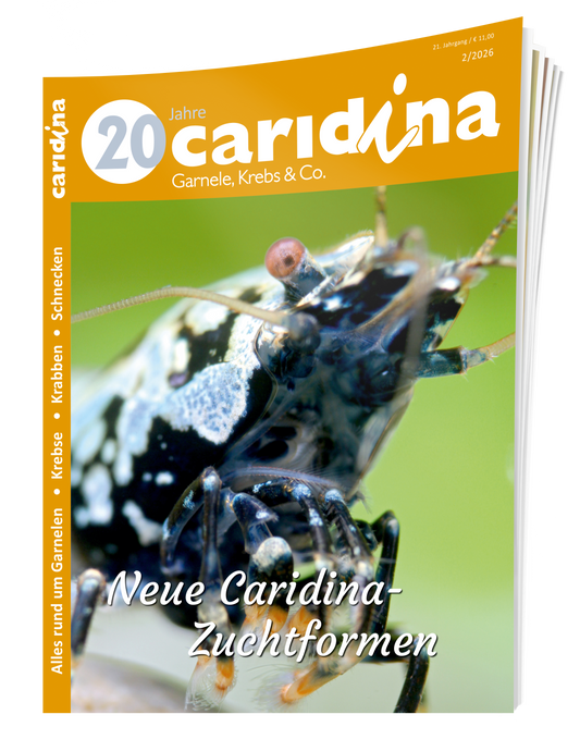 2026/2 caridina