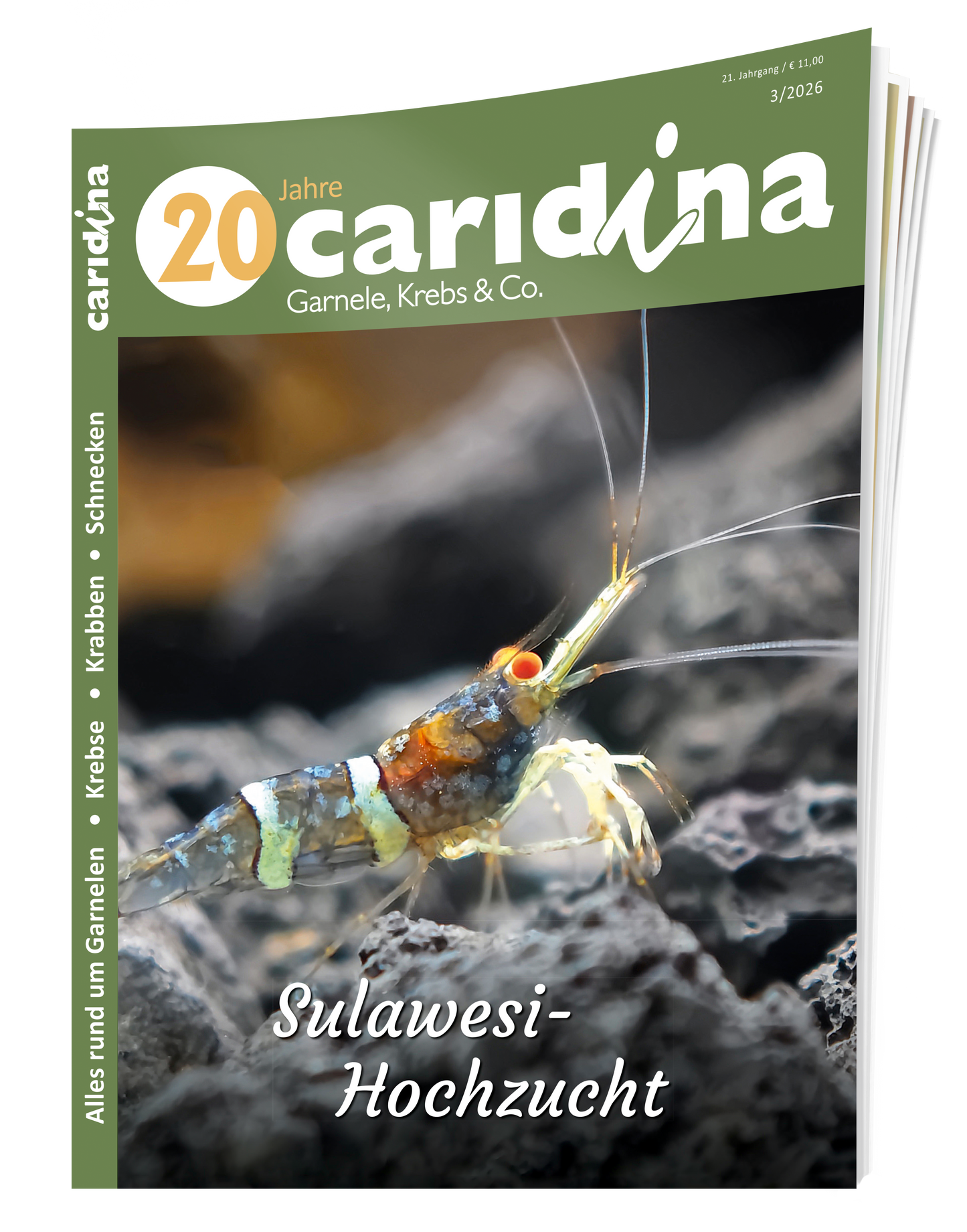 2026/3 caridina