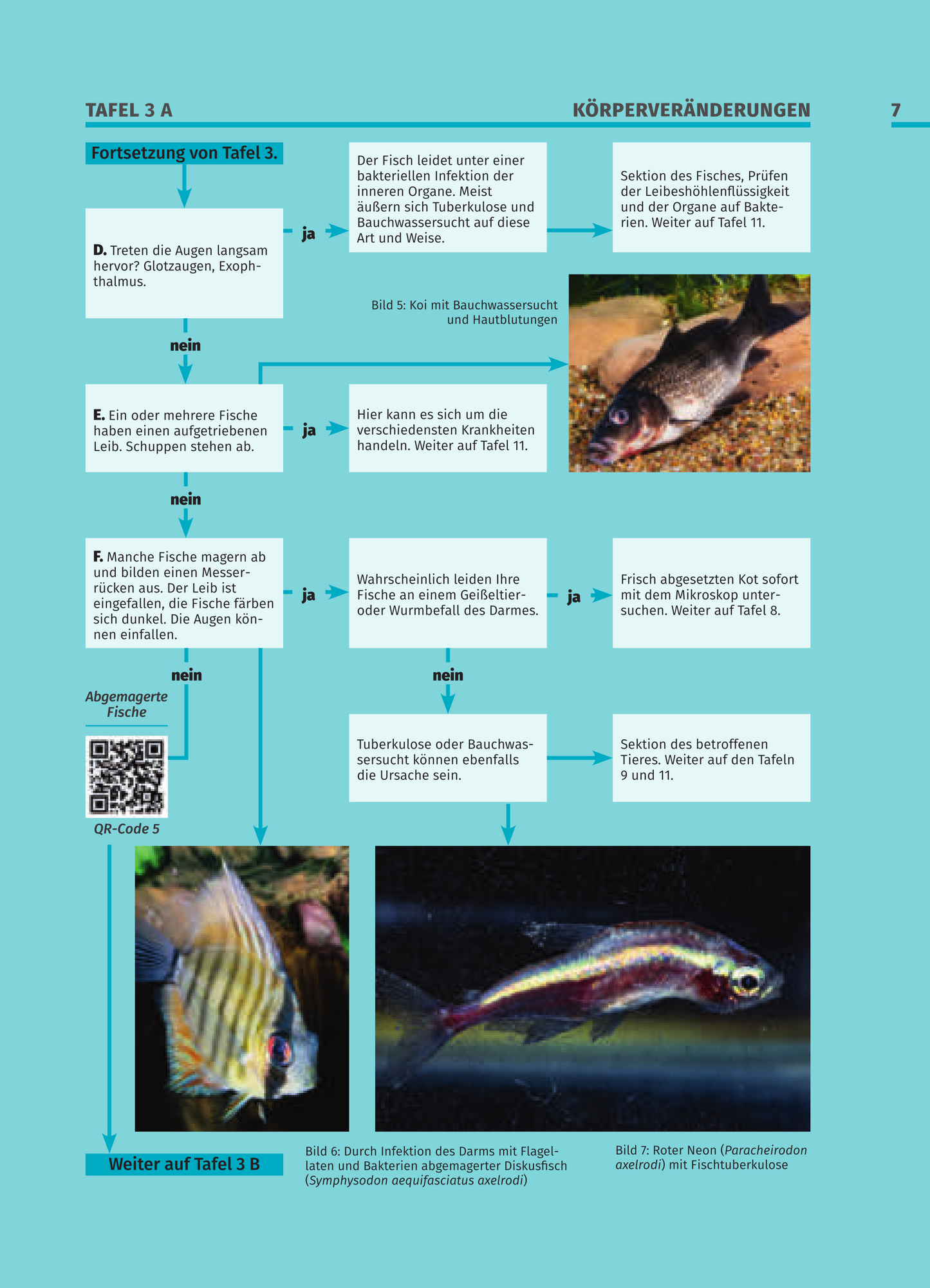 Krankheiten der Zierfische