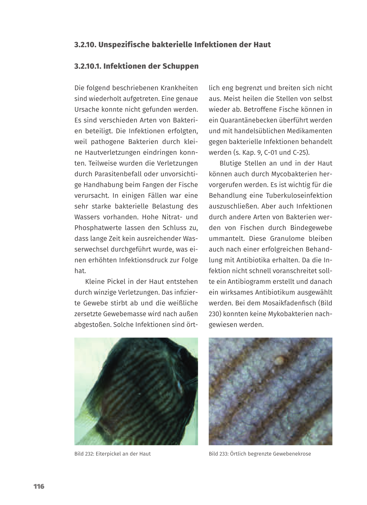 Krankheiten der Zierfische