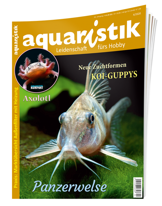aquaristik Ausgabe 4/2020