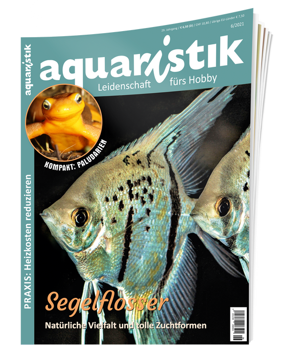 aquaristik Ausgabe 6/2021