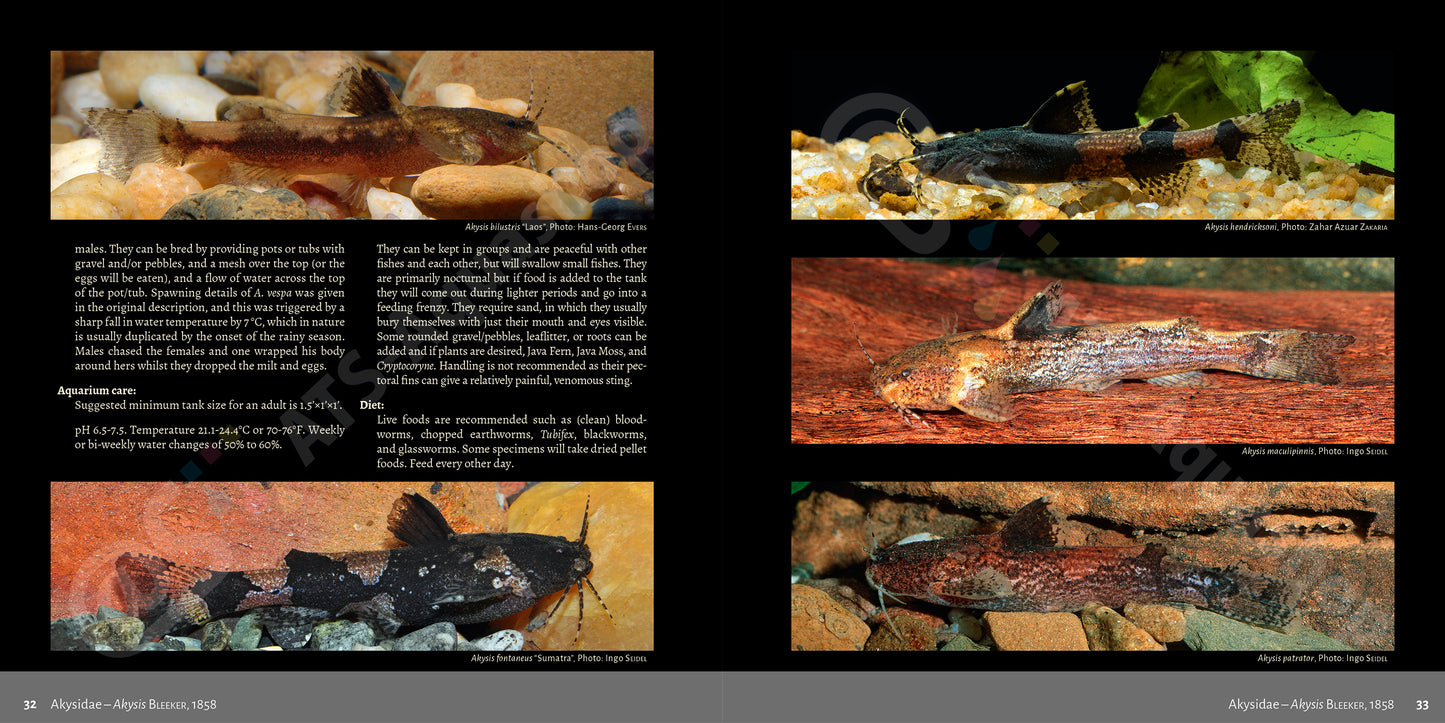 Bagrids, Hillstream, and other Catfishes of Asia