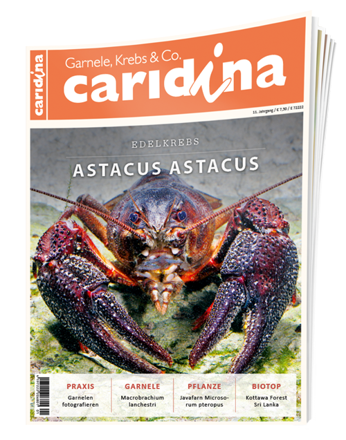 caridina Ausgabe 1/2016
