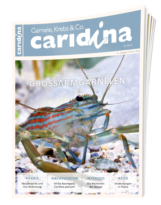 caridina Ausgabe 3/2016