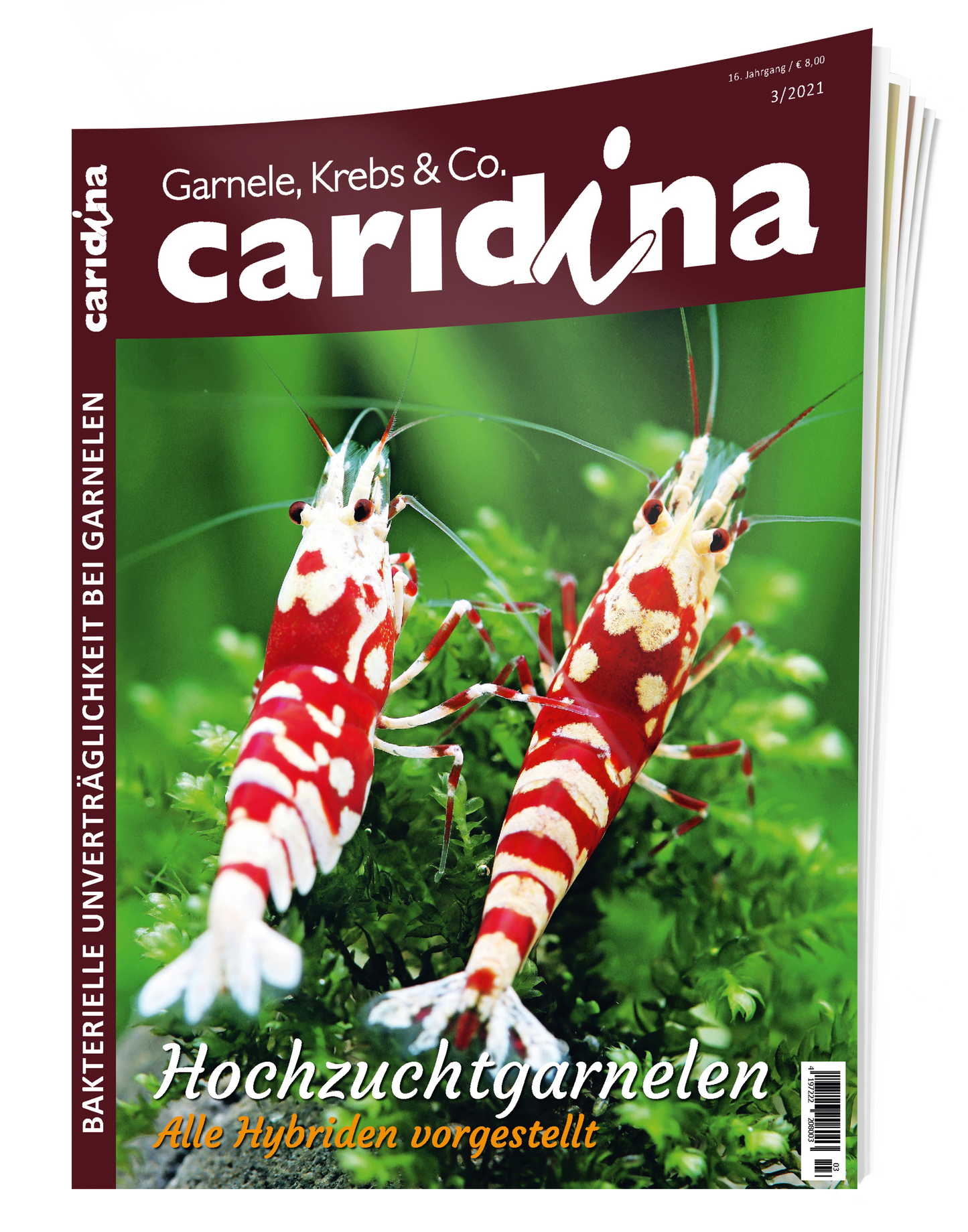 2021/3 caridina
