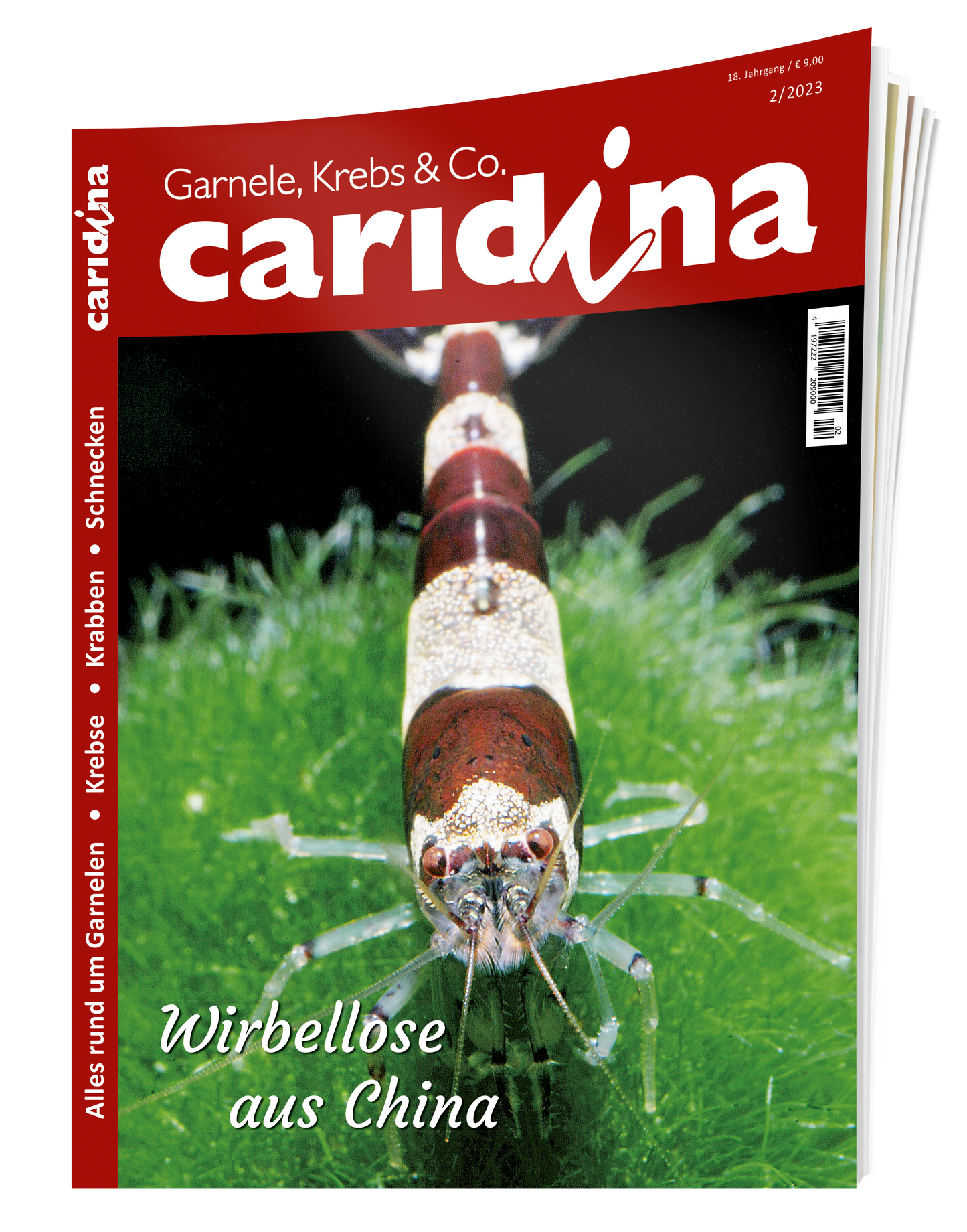 2023/2 caridina