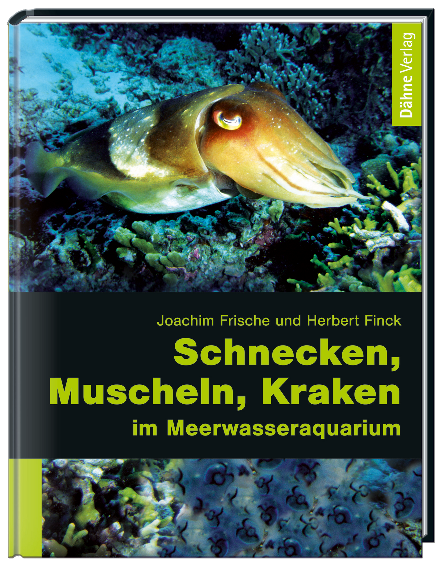 Schnecken, Muscheln, Kraken im Meerwasseraquarium