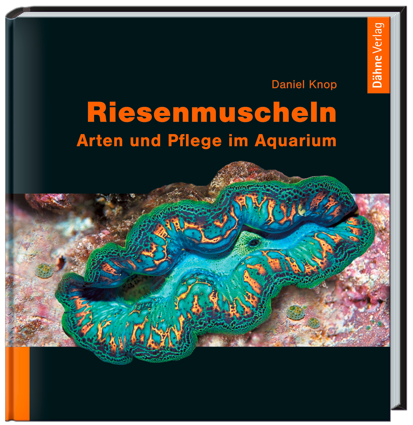 Riesenmuscheln