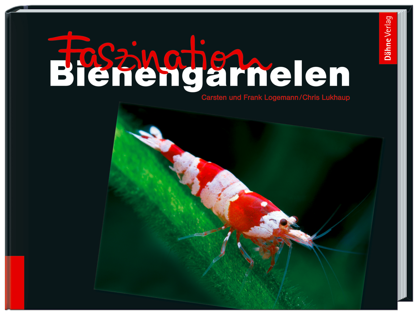 Faszination Bienengarnelen