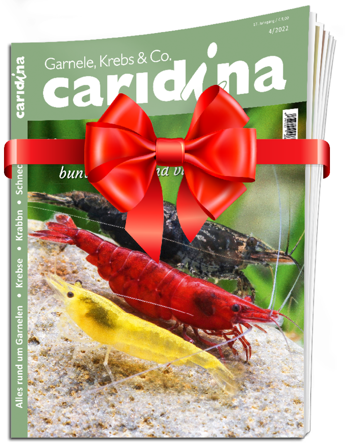 caridina Abo