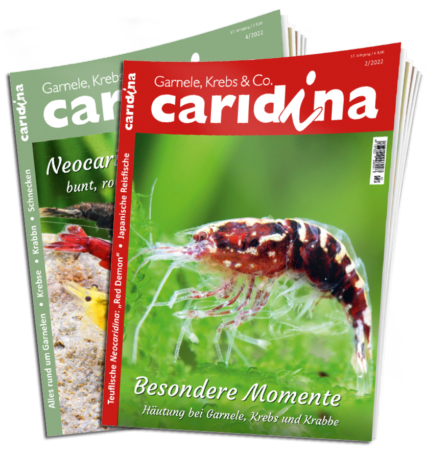caridina Abo