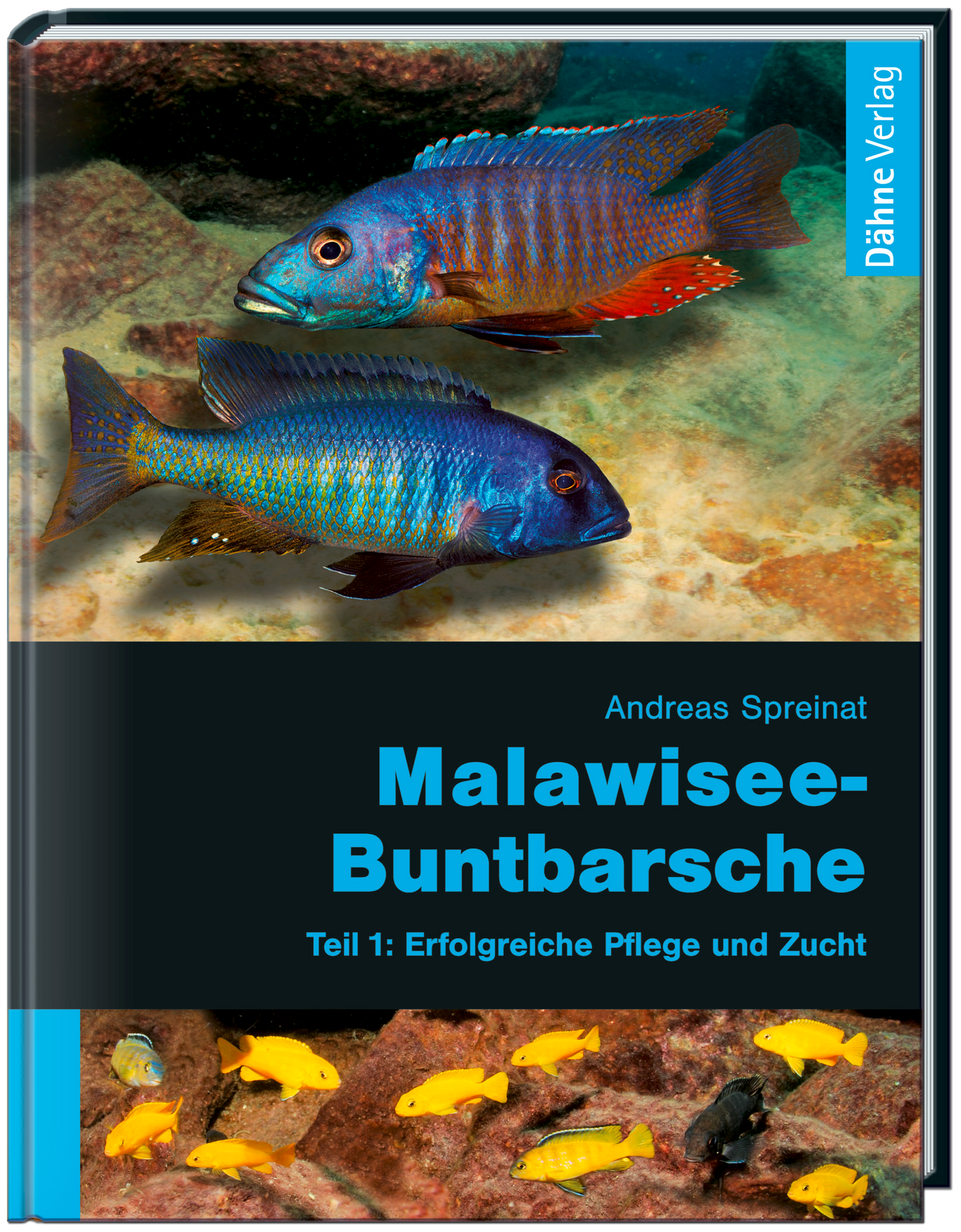 Malawisee-Buntbarsche