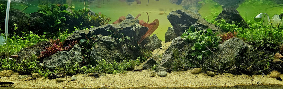 Leser-Aquarium Februar 2026