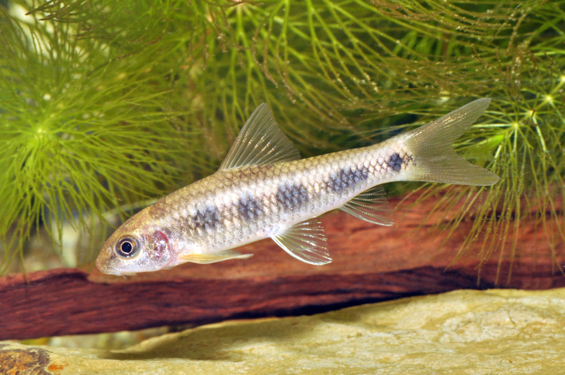 Gefleckte Saugbarbe